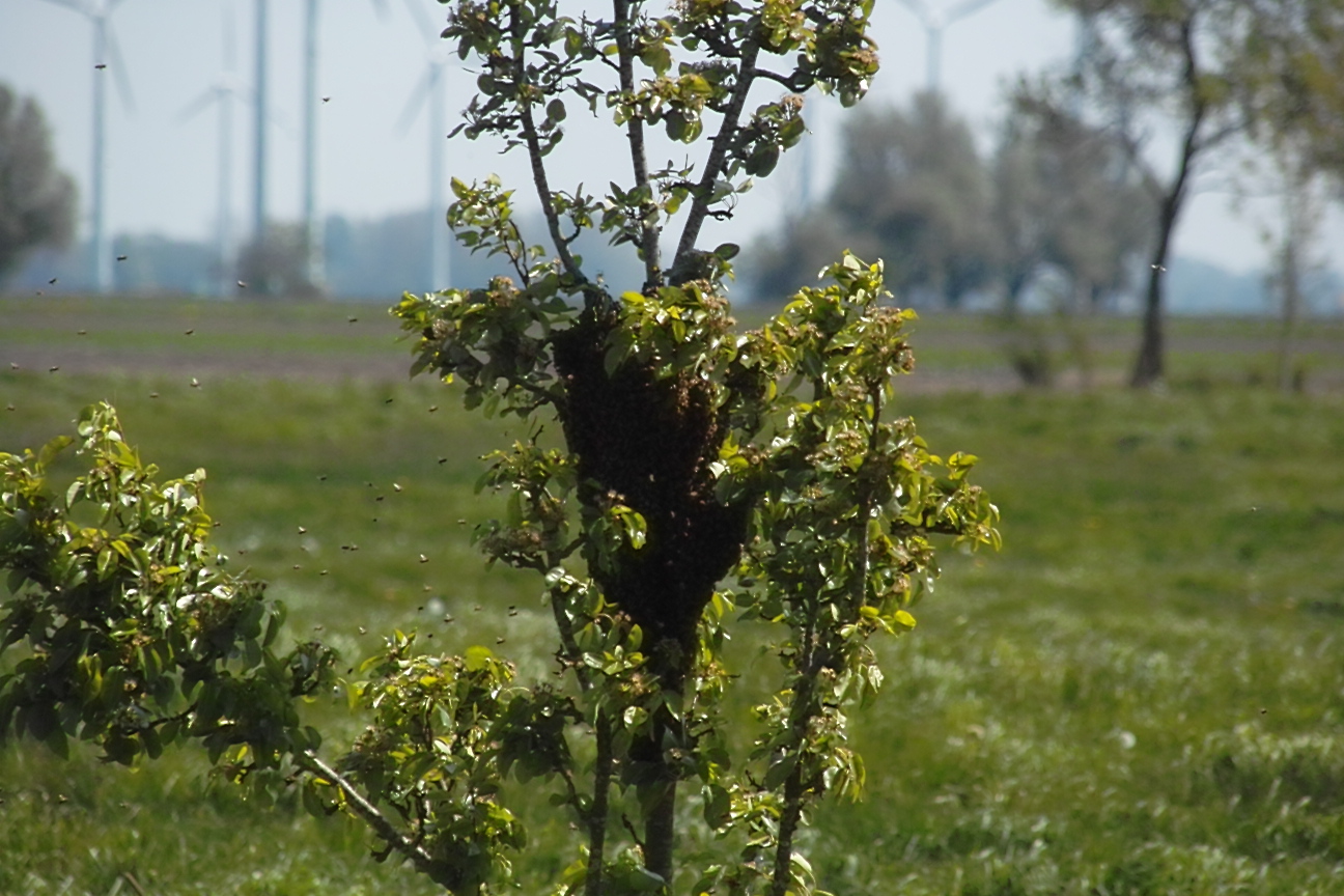 Bienenschwarm